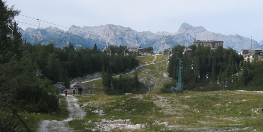 Vogel