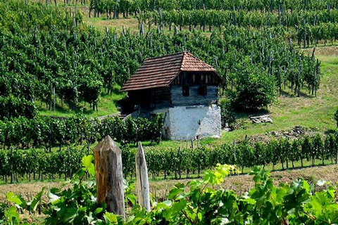 bela-krajina-vinogradi